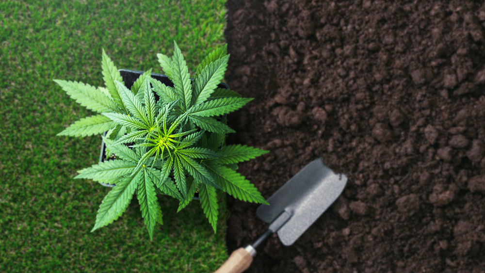 Read more on Okanagan Craft Cannabis you will love