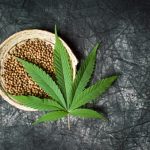 Getting to Know Cannabis Seeds